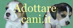 Adottare cani
